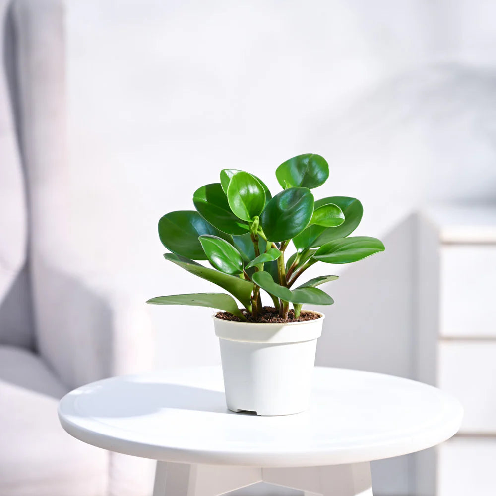 Peperomia Watermelon