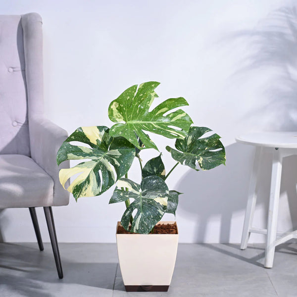 Monstera Thai Constellation XL