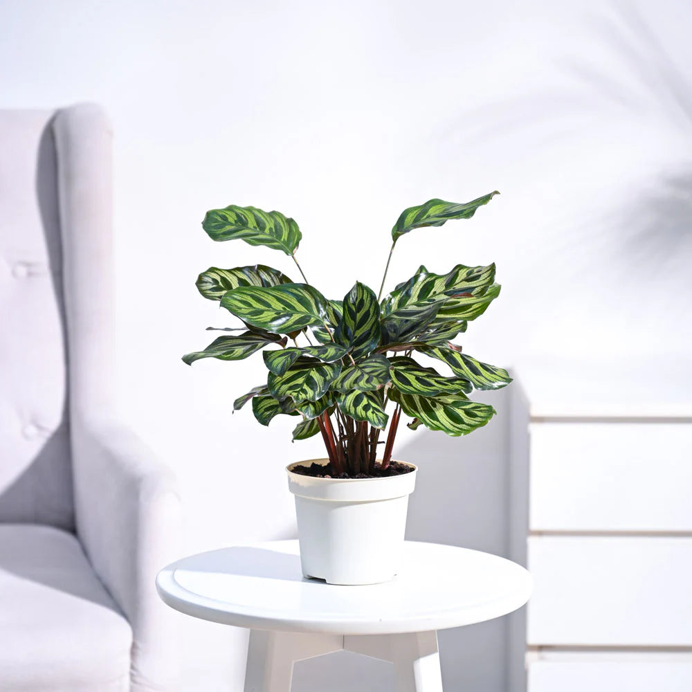 Peacock Plant