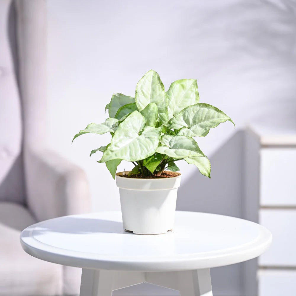 Syngonium White Butterfly