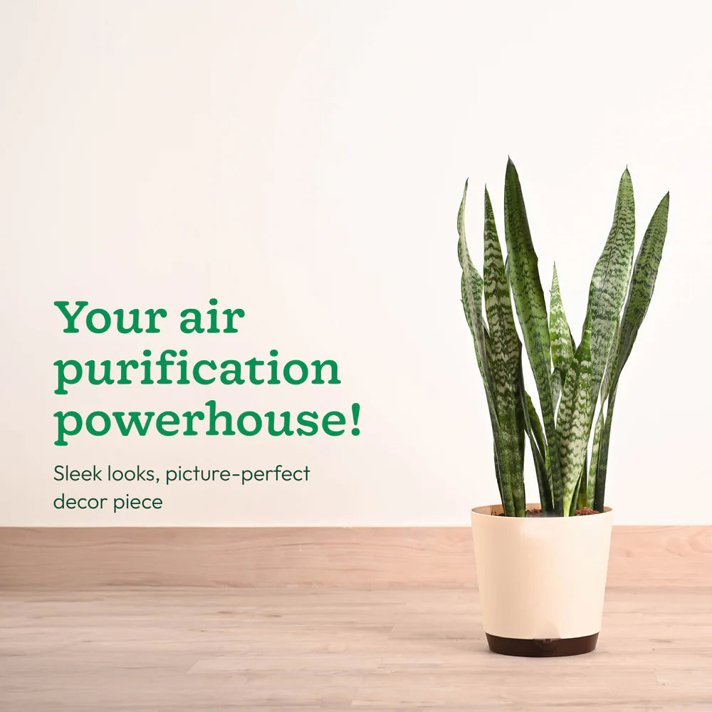 Potted plant on a wooden surface with text about air purification.
