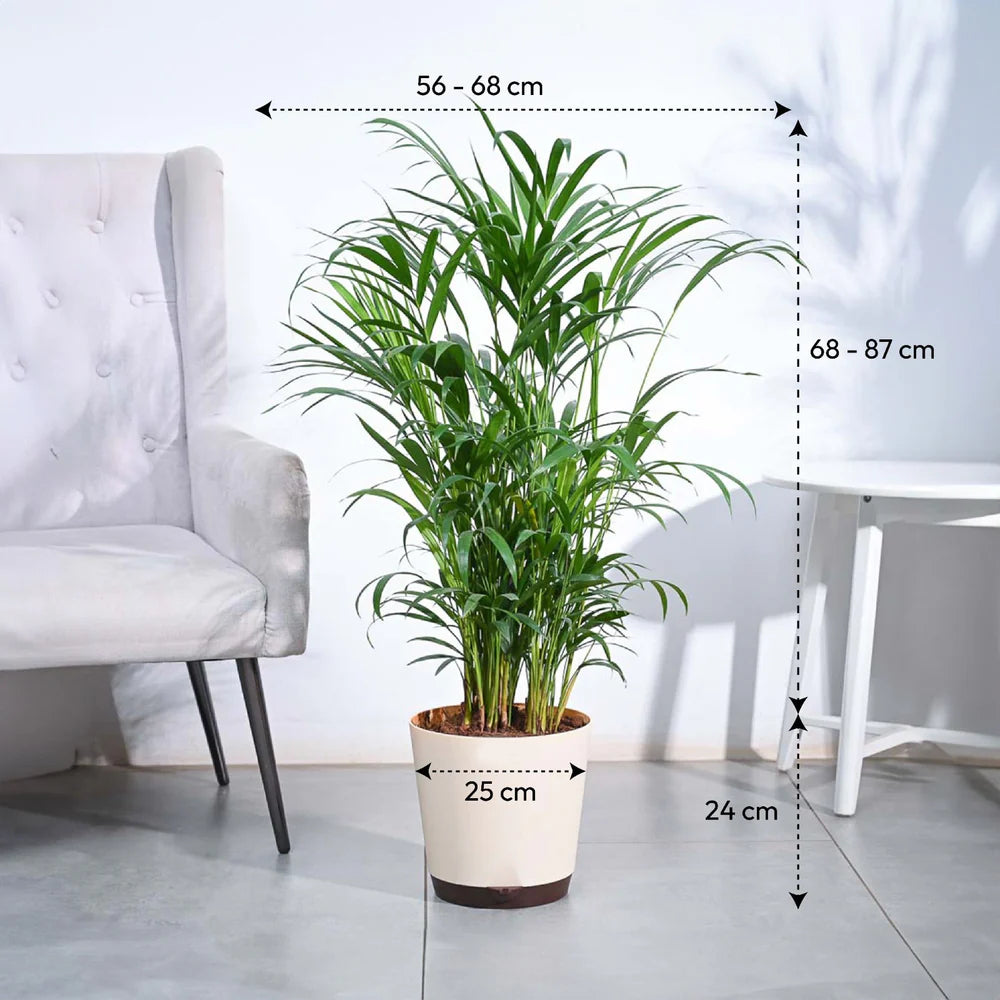 Areca Palm XL