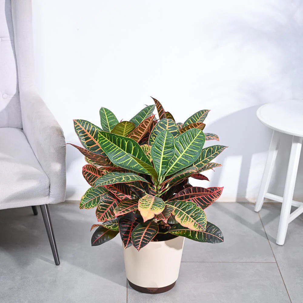 Croton Petra XL