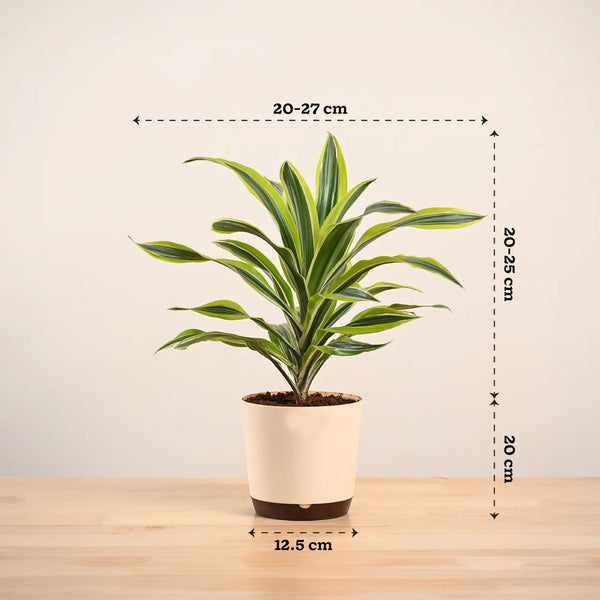 Potted plant with dimensions indicated on a wooden surface and beige background