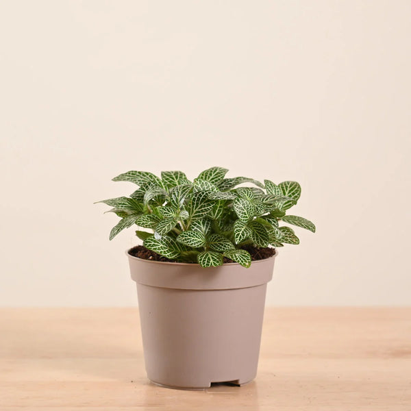 Fittonia White Nerve Plant