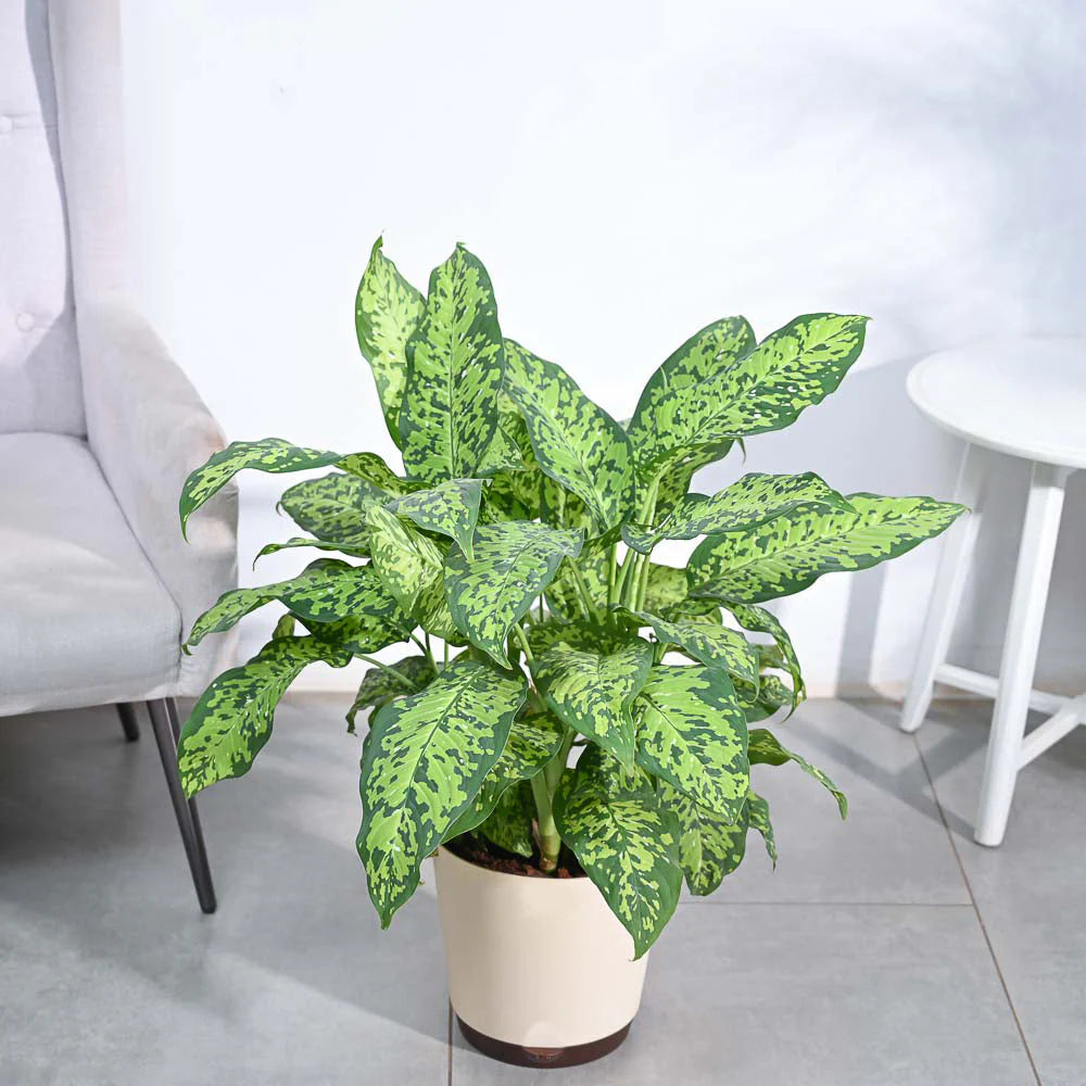 Dieffenbachia Camille