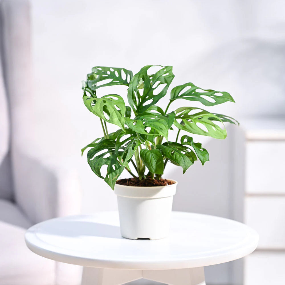 Monstera Adansonii Swiss Cheese