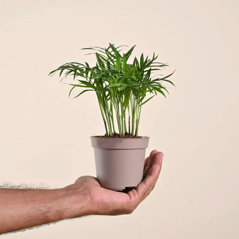 Parlor Palm - Chamaedorea