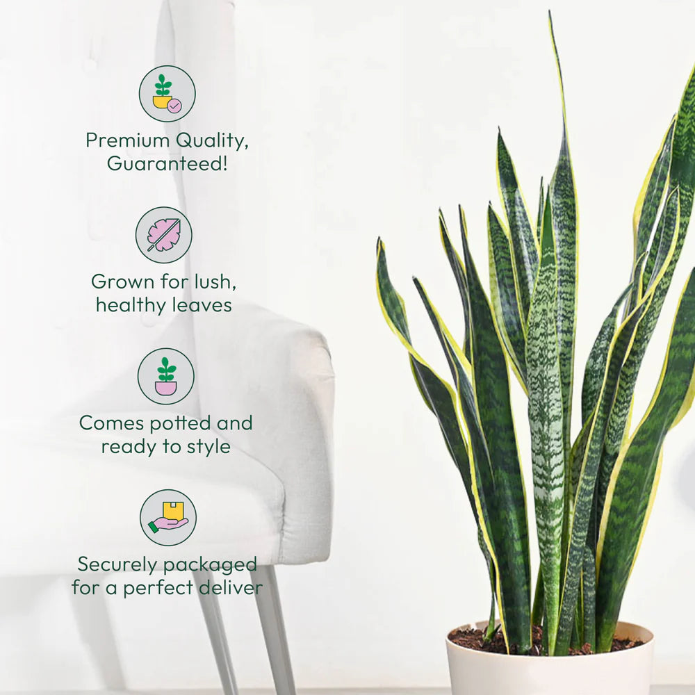 Sansevieria Laurentii Plant - XL