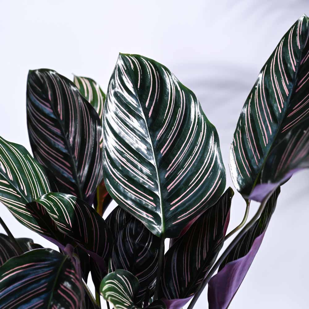 Maranta Red Prayer