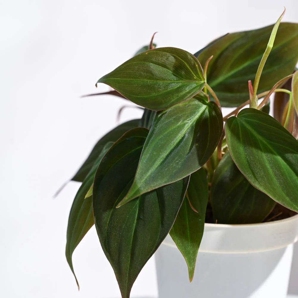 Philodendron Velvet