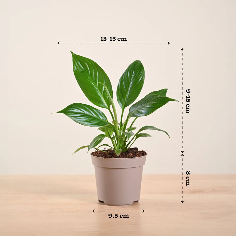 Peace Lily - Spathiphyllum