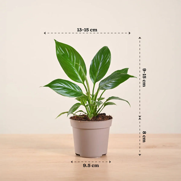 Peace Lily - Spathiphyllum