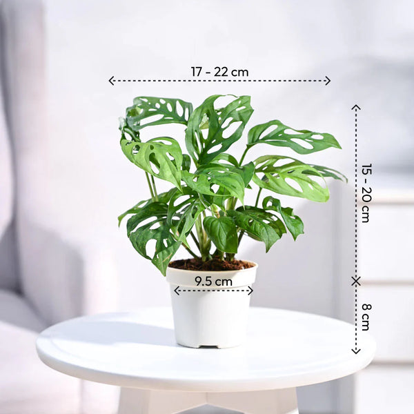 Monstera Adansonii Swiss Cheese