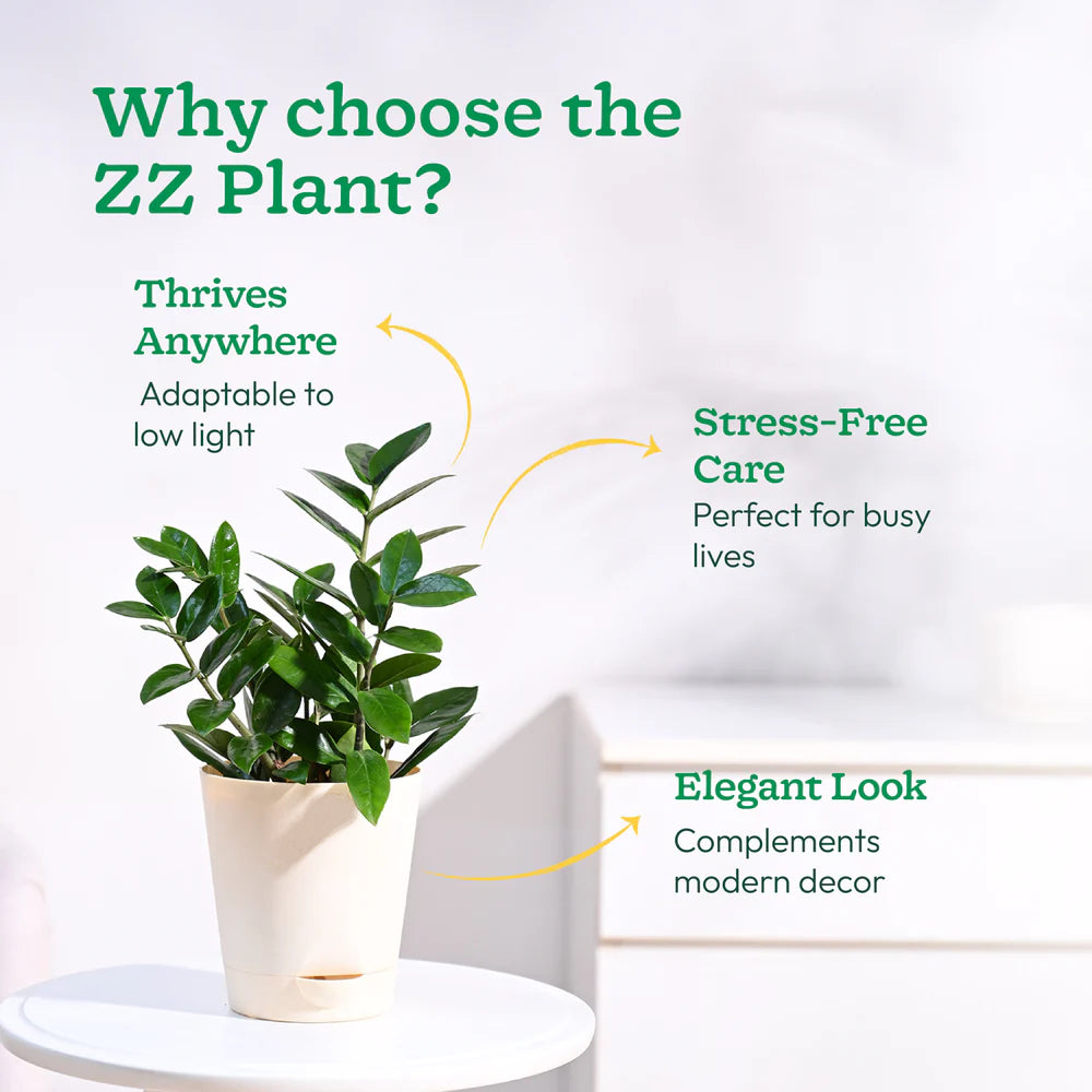 ZZ Plannt - (Zamioculcas Zamiifolia)