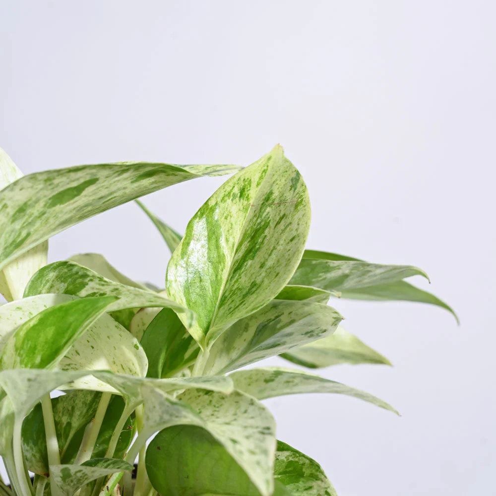 Pothos Marble Queen