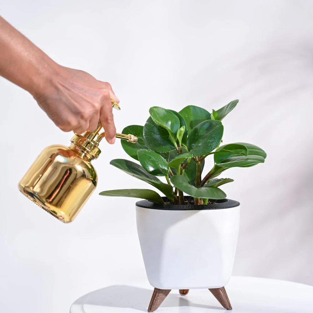 Pilea Peperomioides - Chinese Money