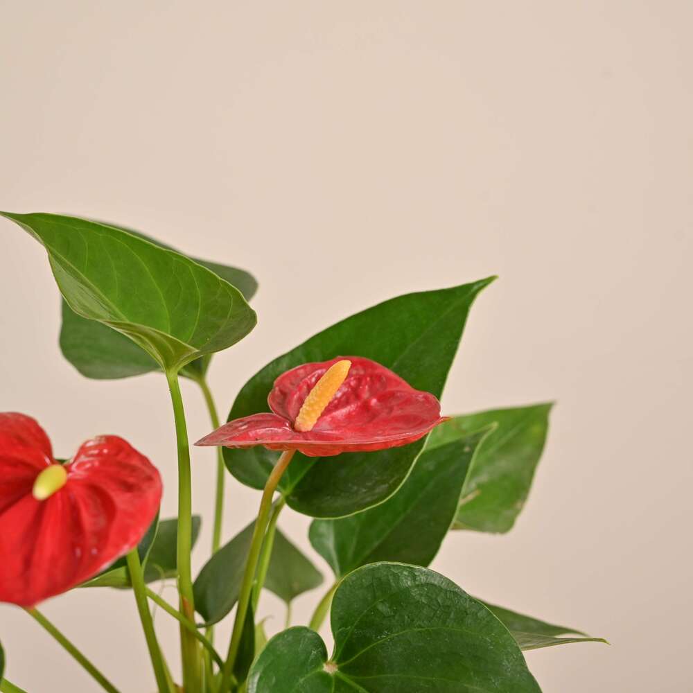 Anthurium Pink