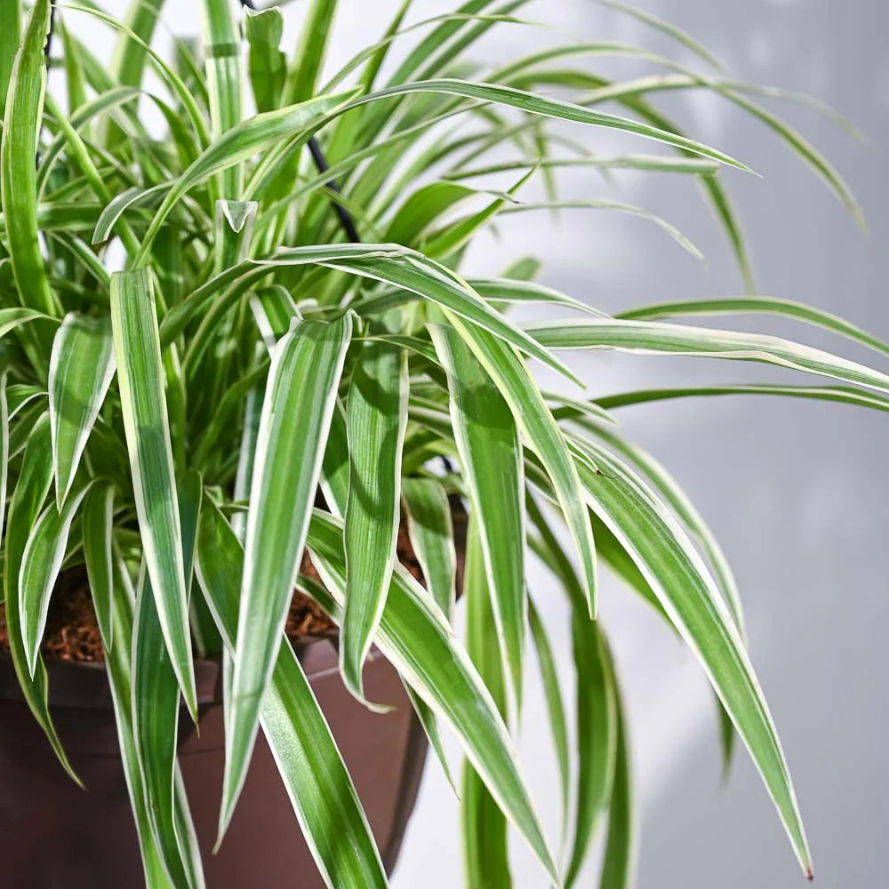 Spider Plant Bonnie