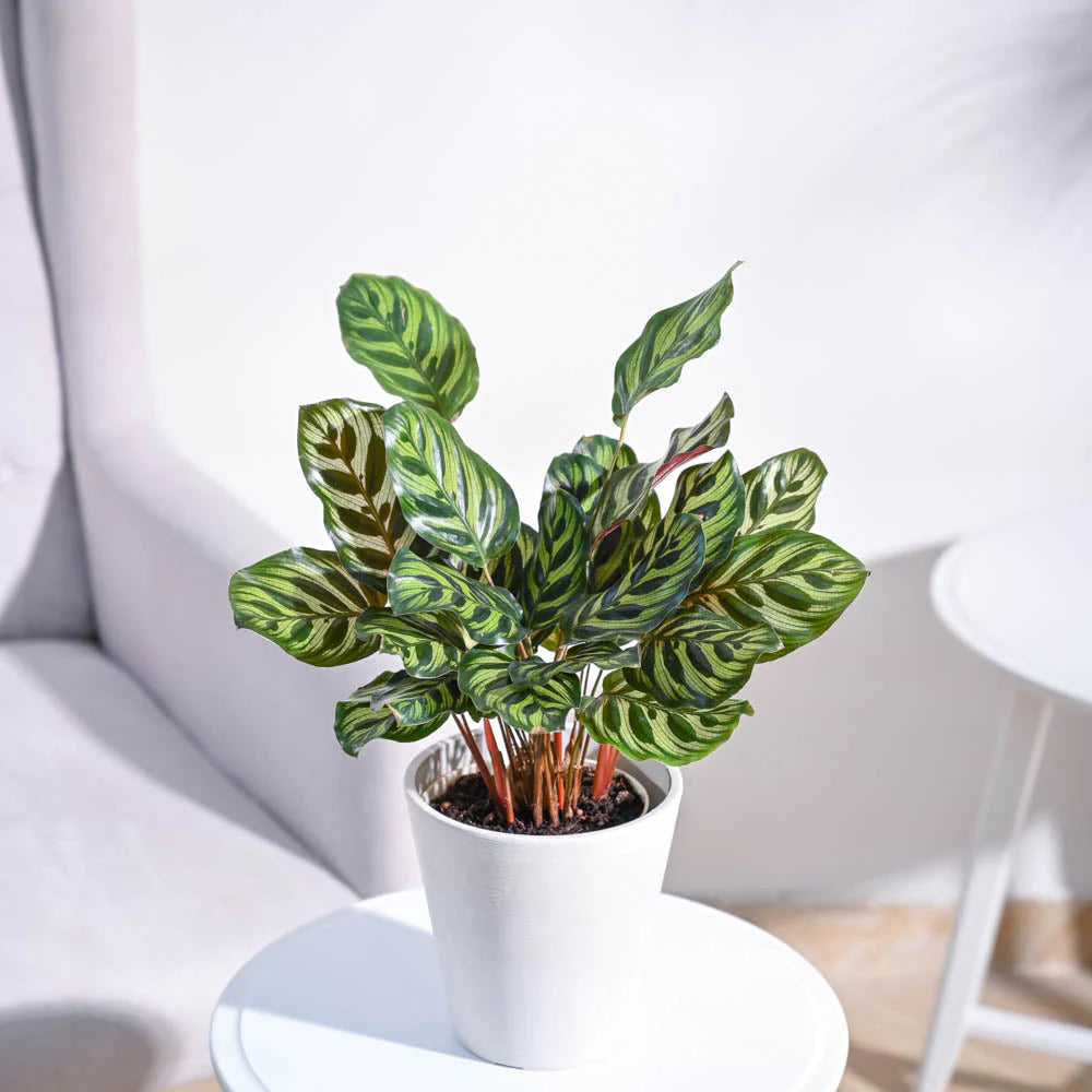 Peacock Plant