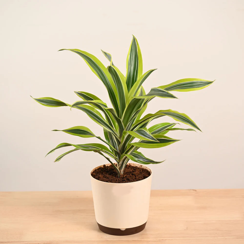Potted plant with green and yellow leaves on a wooden surface and beige background