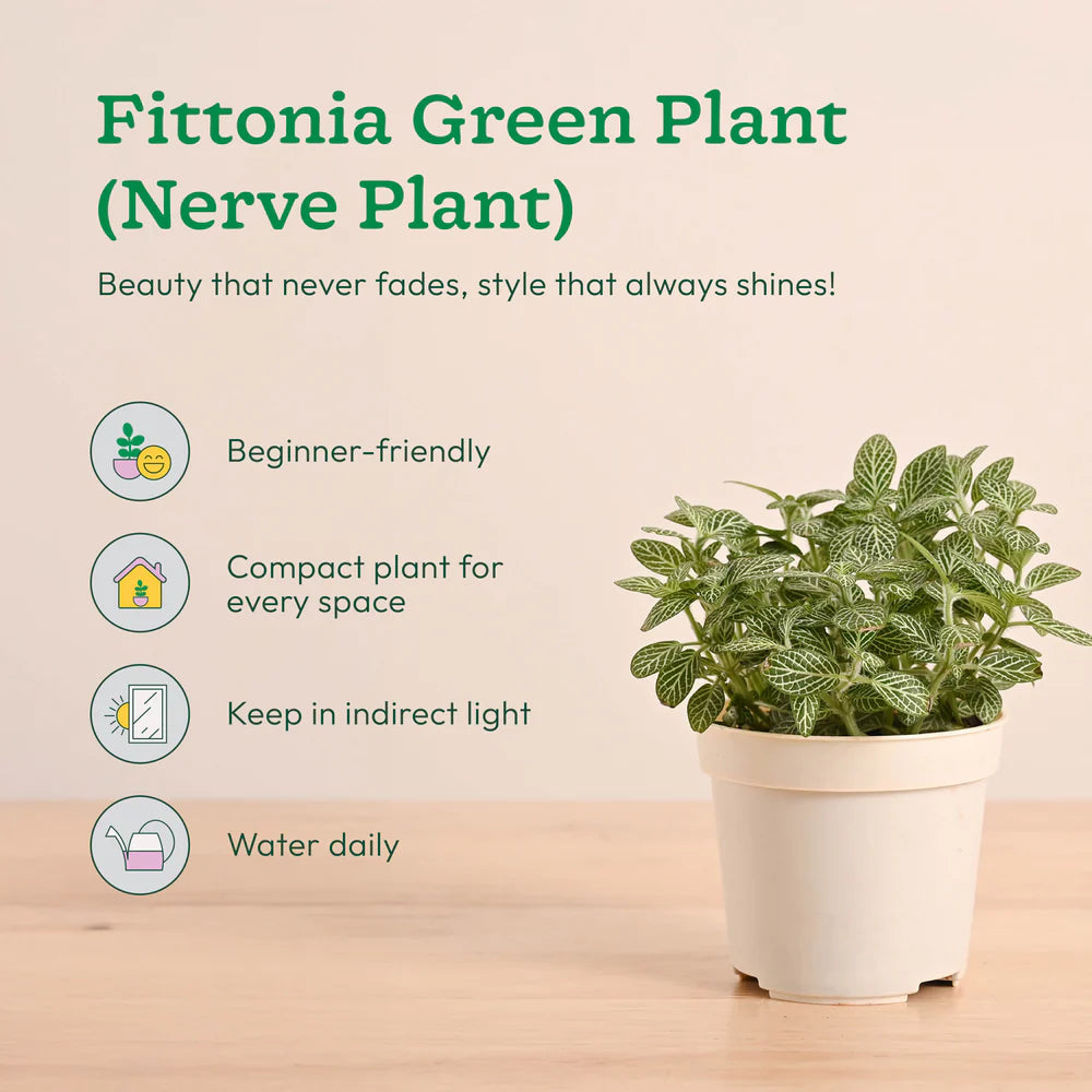 Plantora Mini Indoor Plant Set – Easy Care Desk & Office Houseplants (4 Pack Live Plants)