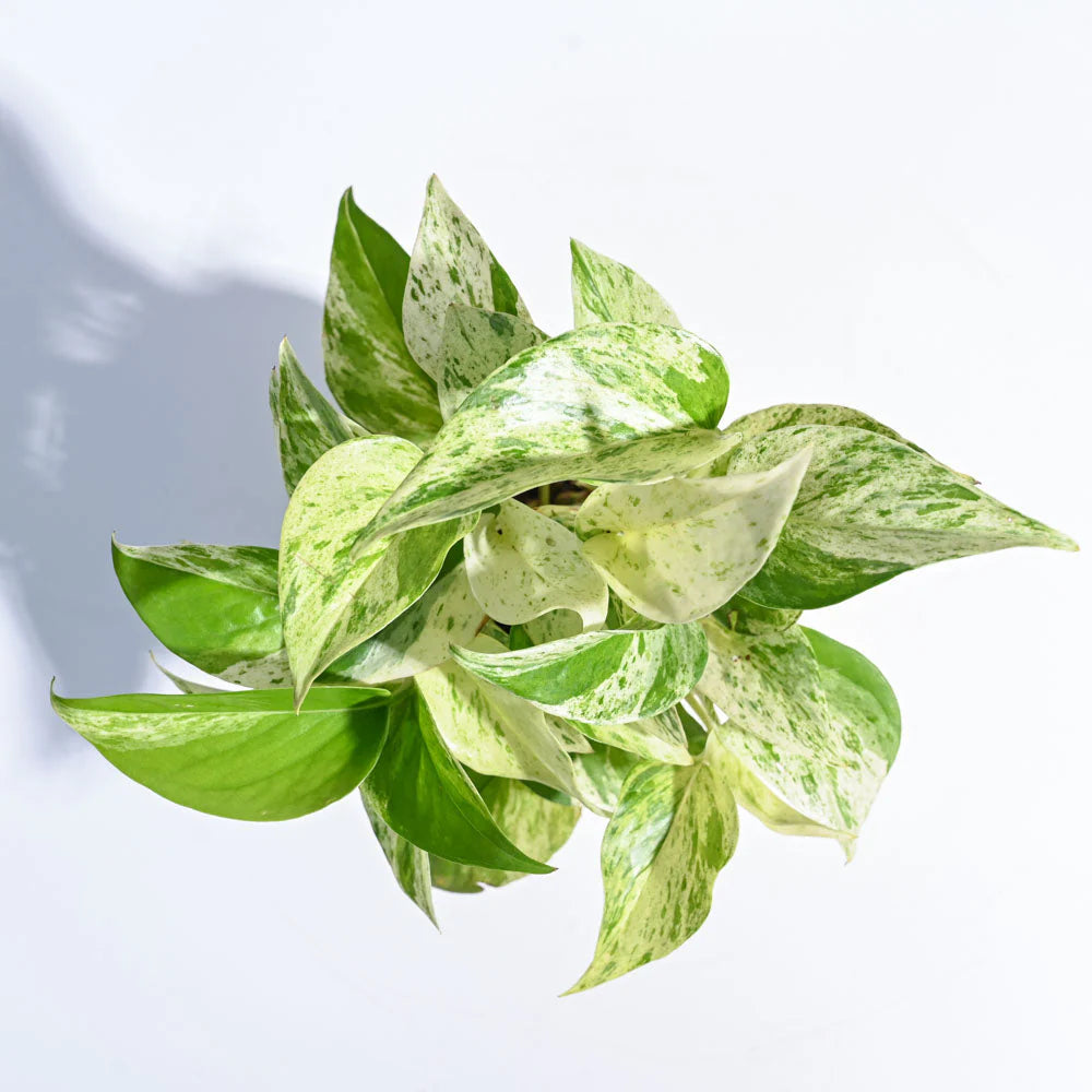Pothos Marble Queen