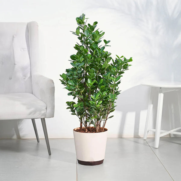 Potted plant in a room with a white chair and table