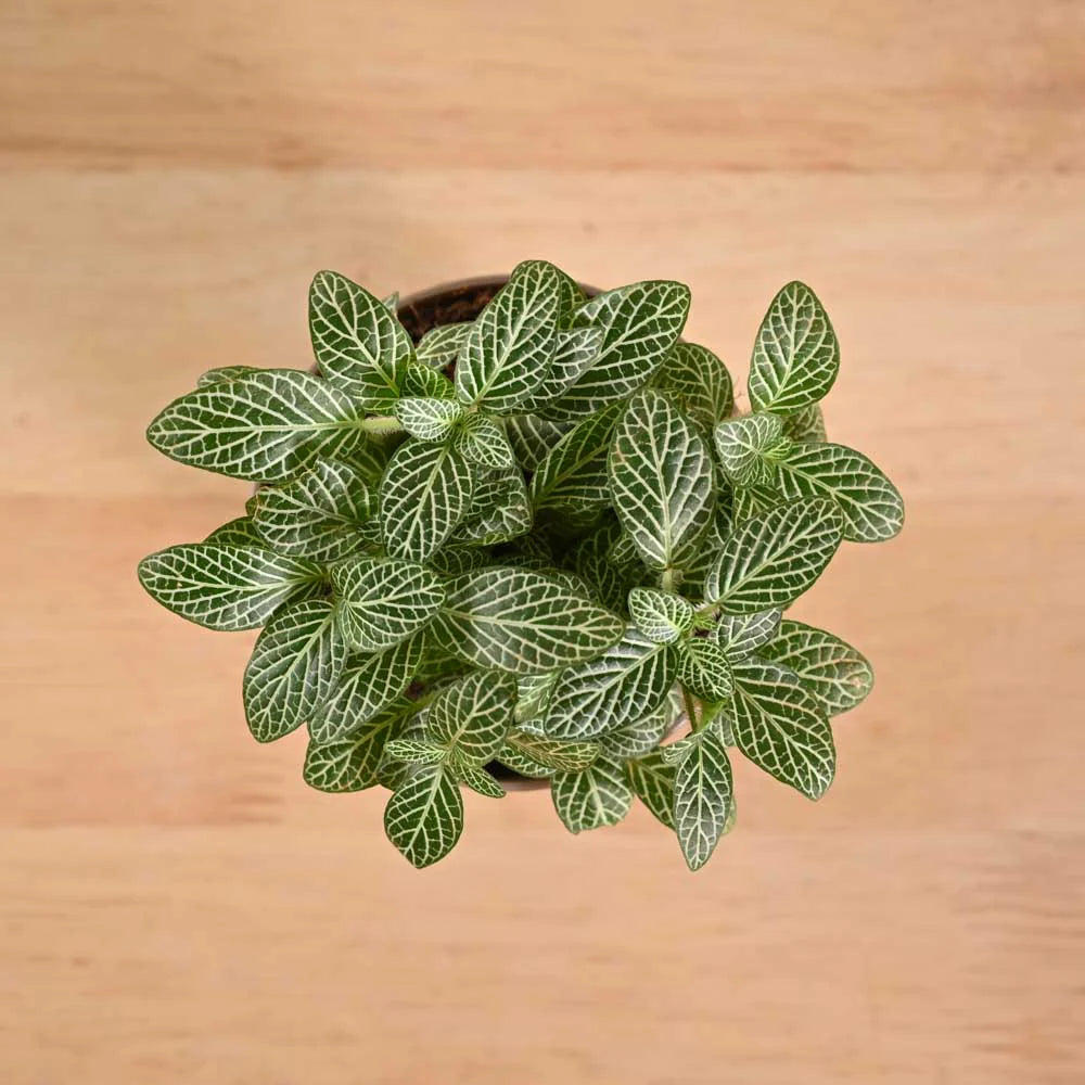 Fittonia White Nerve Plant