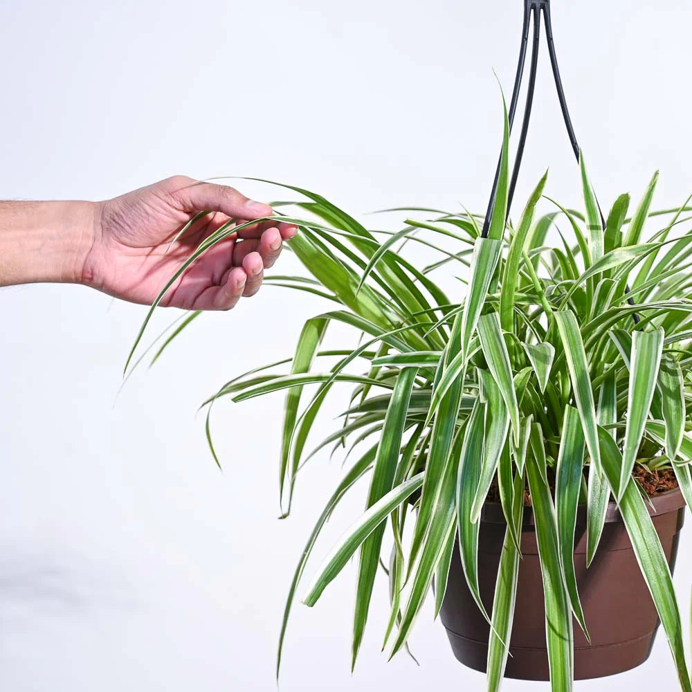 Spider Plant Bonnie