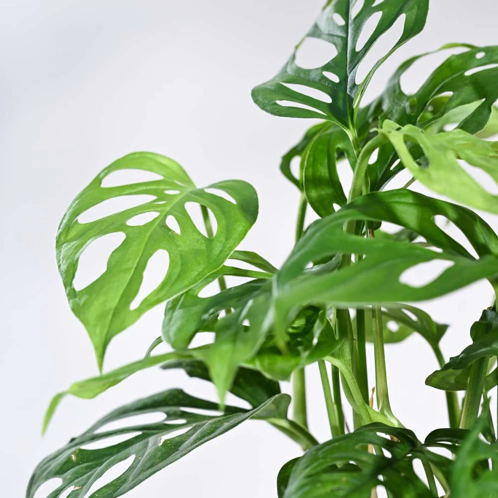 Monstera Adansonii Swiss Cheese