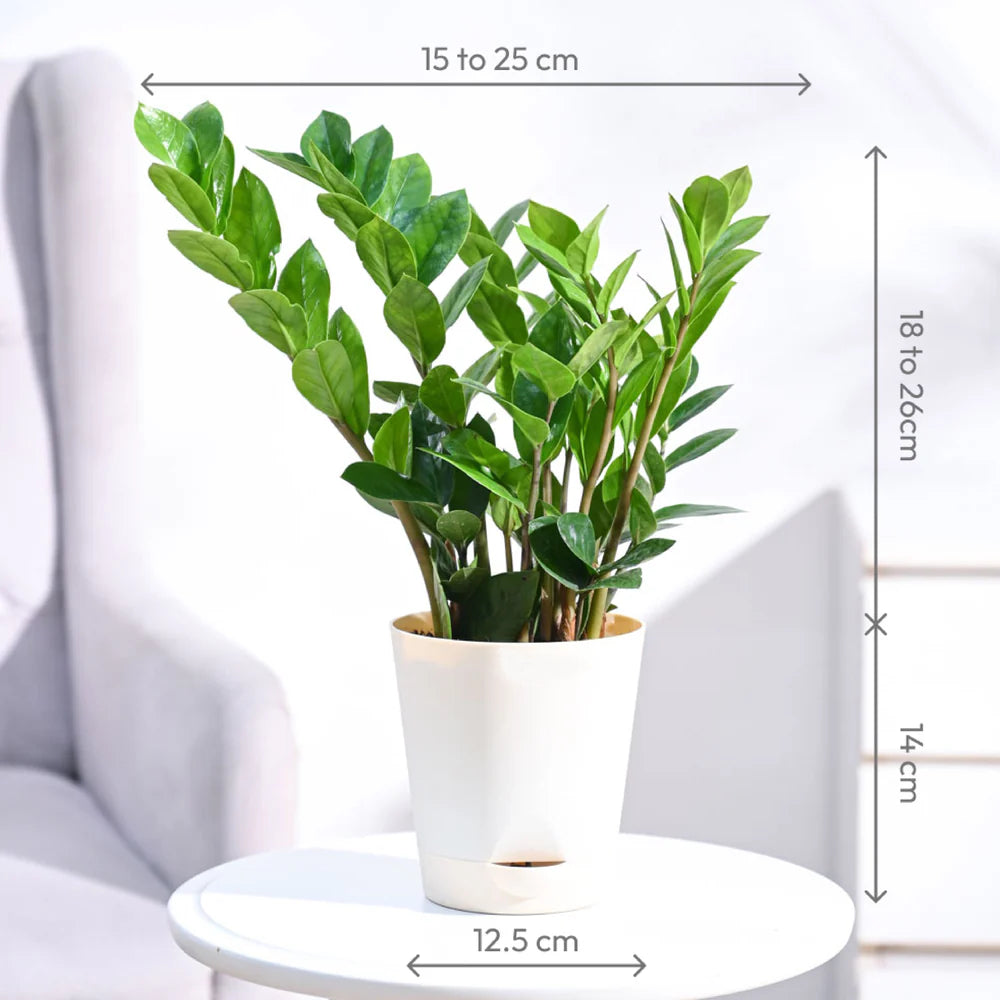 ZZ Plannt - (Zamioculcas Zamiifolia)