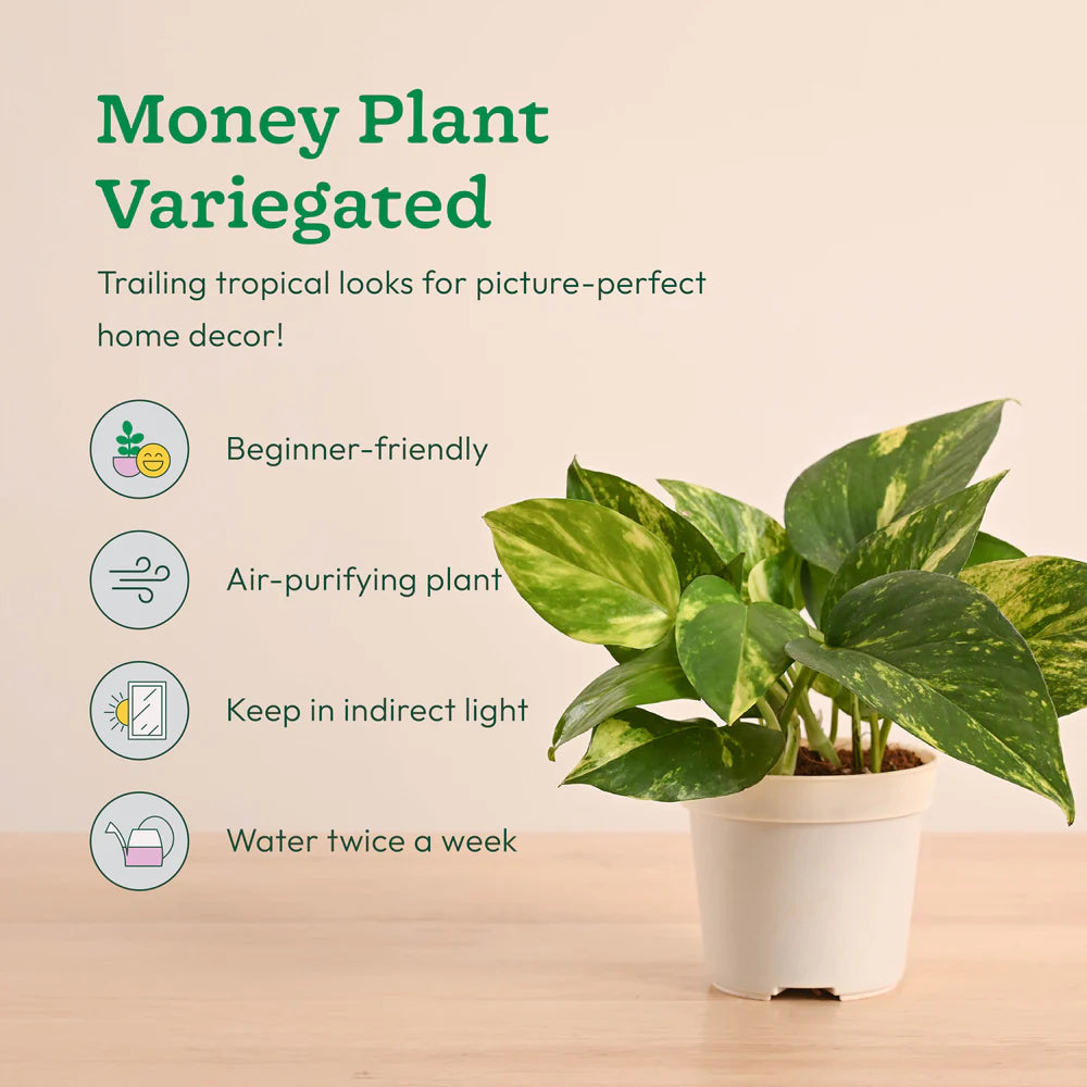 Plantora Mini Indoor Plant Set – Easy Care Desk & Office Houseplants (4 Pack Live Plants)