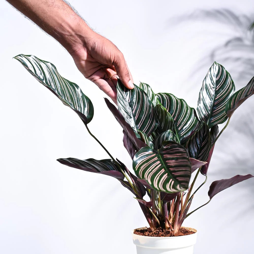 Maranta Red Prayer