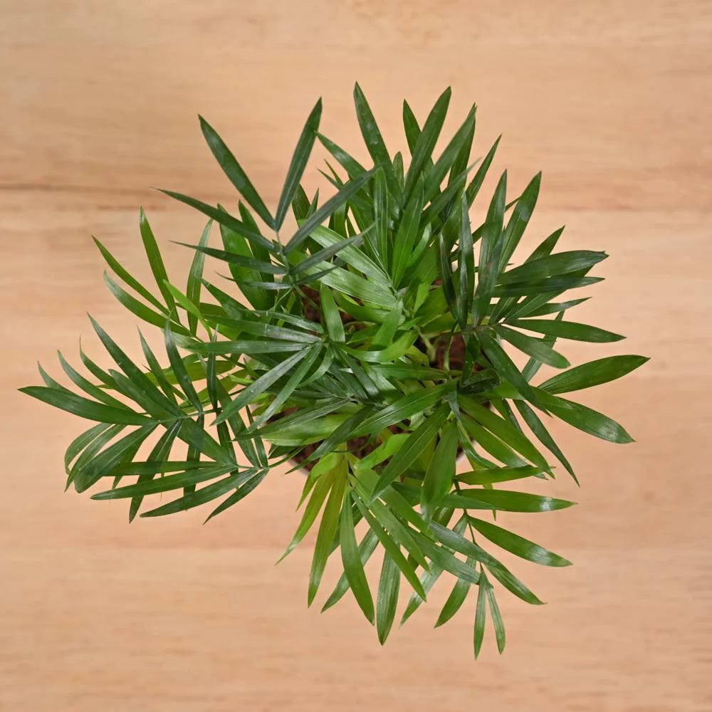 Parlor Palm - Chamaedorea