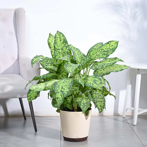 Dieffenbachia Camille