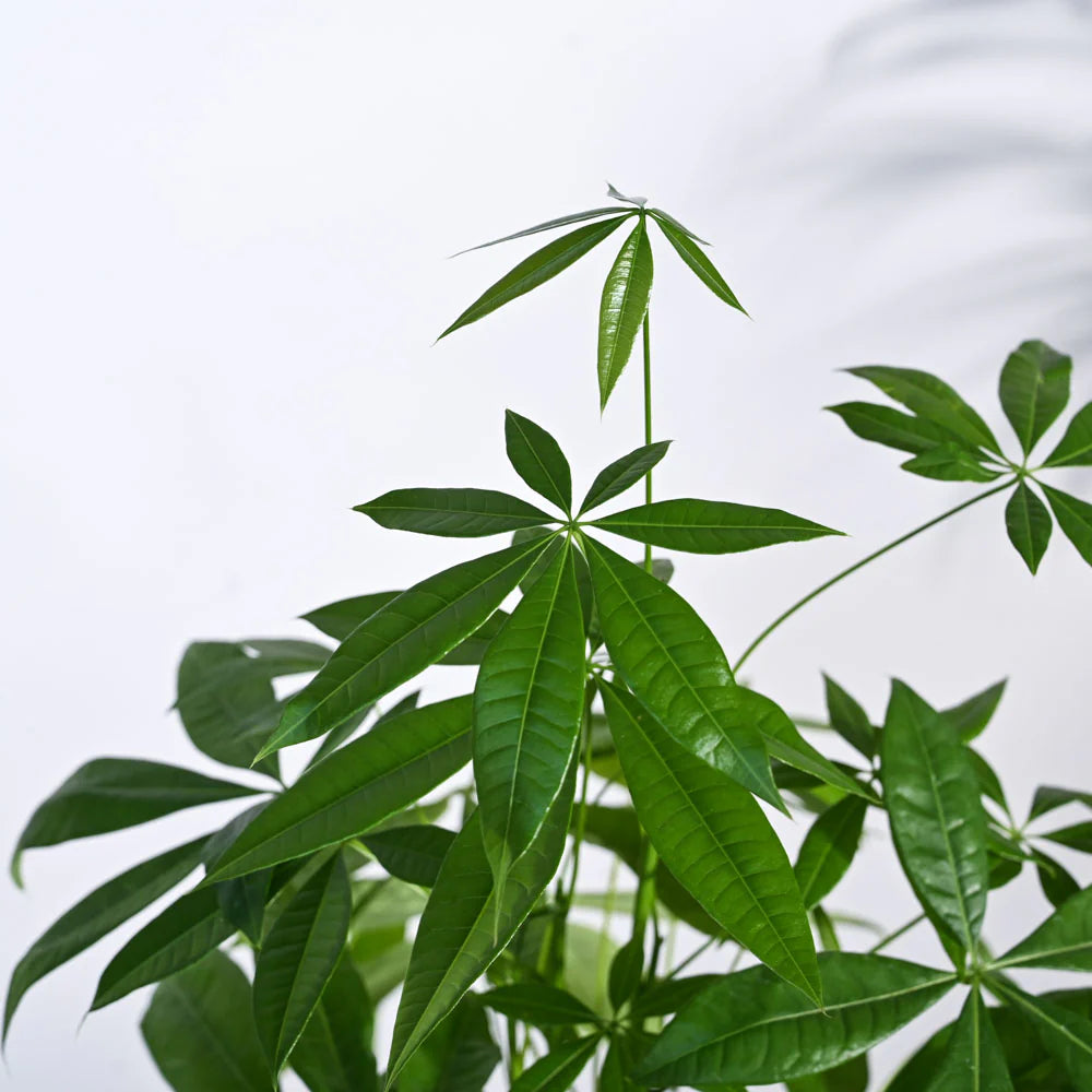 Money Tree Pachira Braid