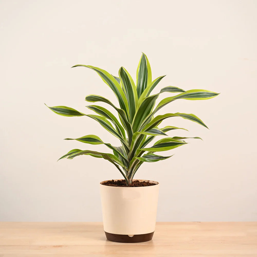 Potted plant with green and yellow leaves on a wooden surface and beige background