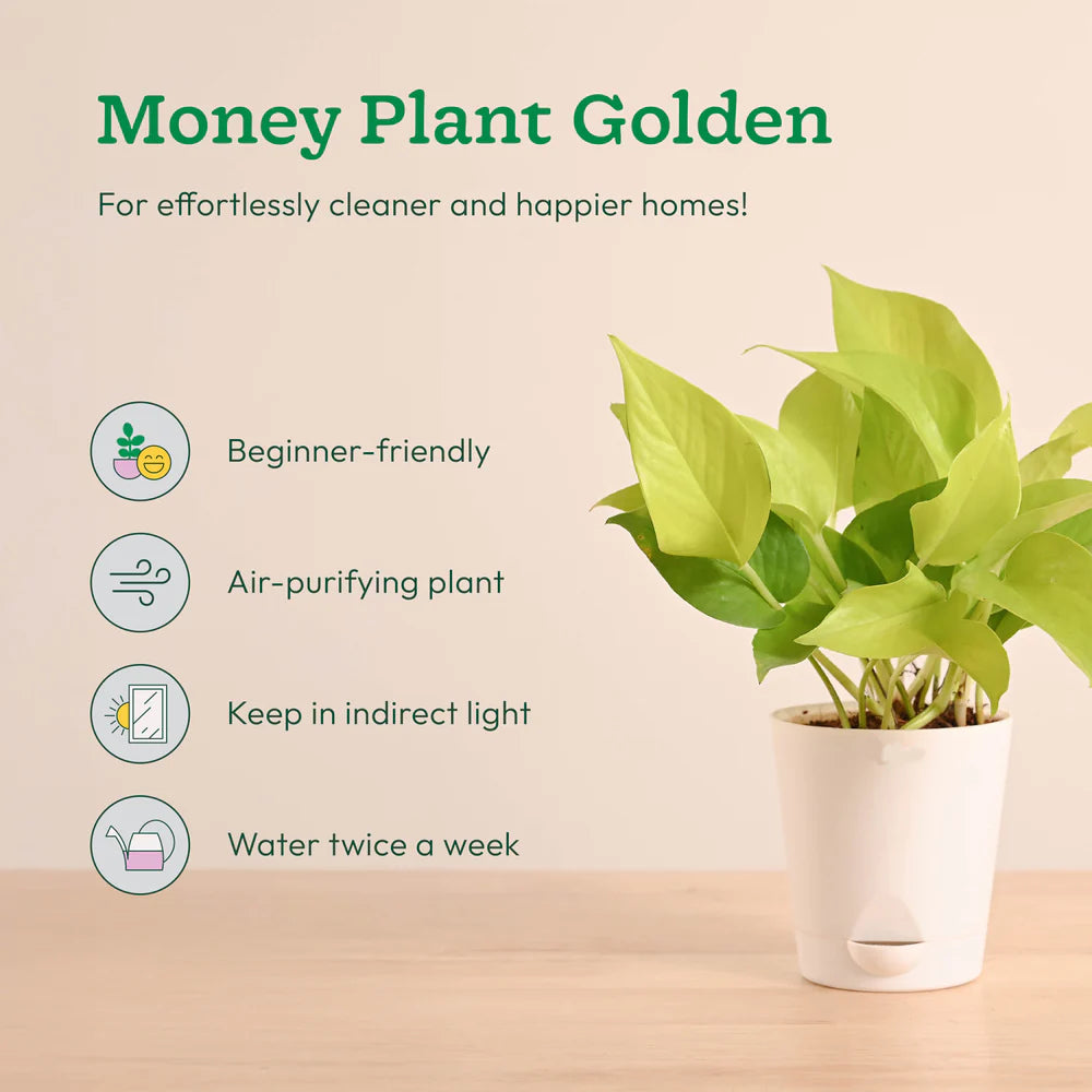 Plantora Air Purifying Indoor Plants Combo - Easy Care Oxygen Boosting Houseplants (4 Pack Live Plants)