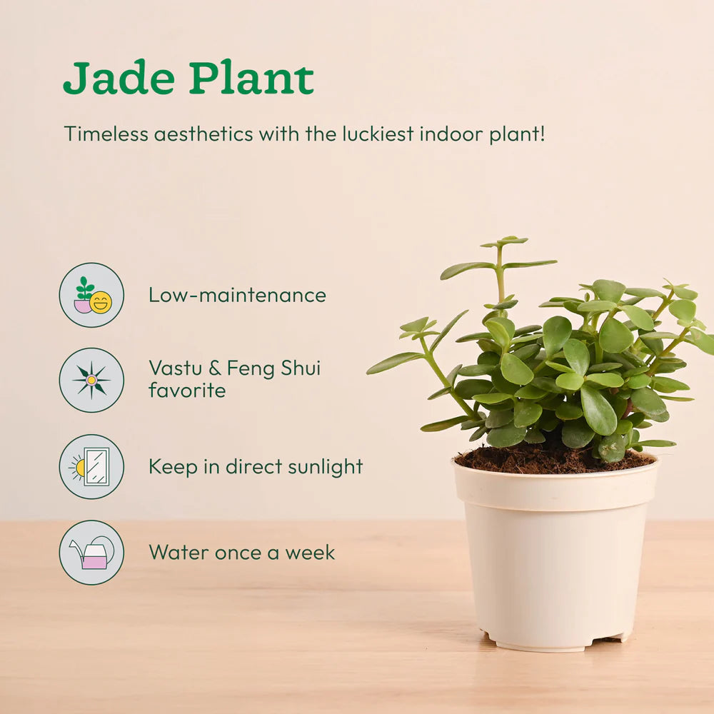Plantora Mini Indoor Plant Set – Easy Care Desk & Office Houseplants (4 Pack Live Plants)
