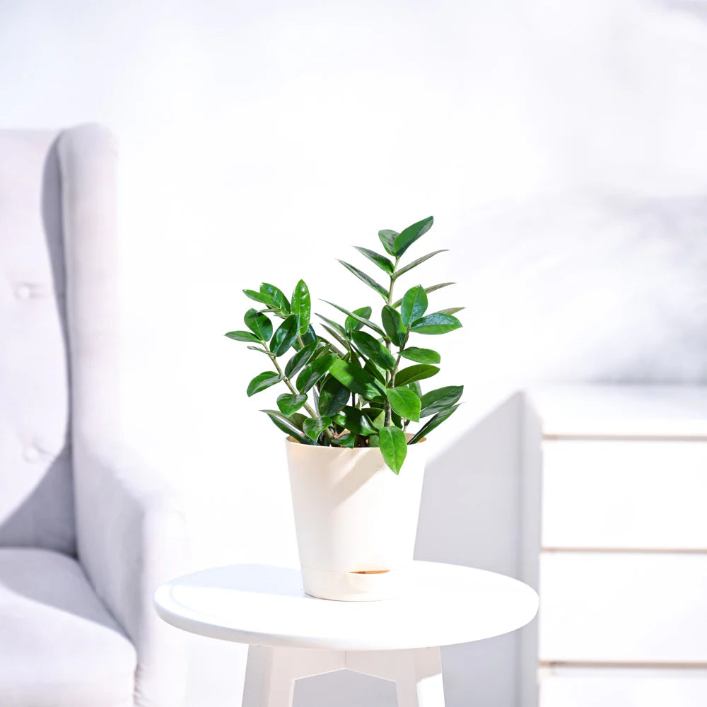 ZZ Plant - (Zamioculcas Zamiifolia)