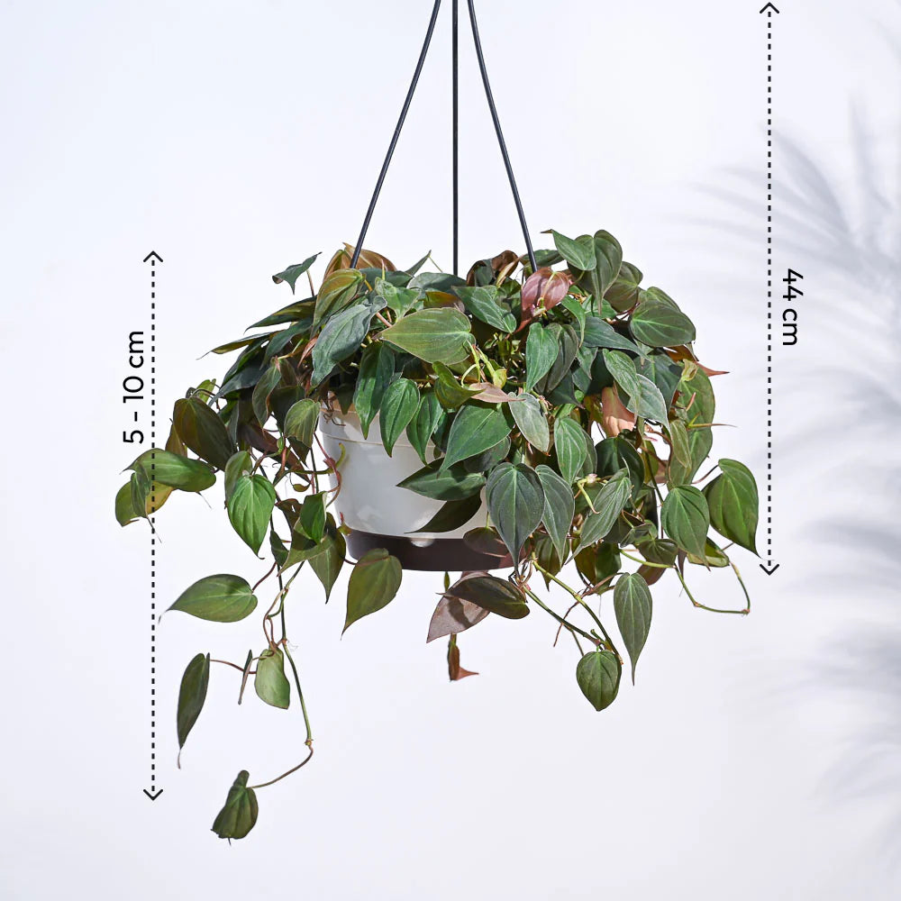 Succulent String of Hearts