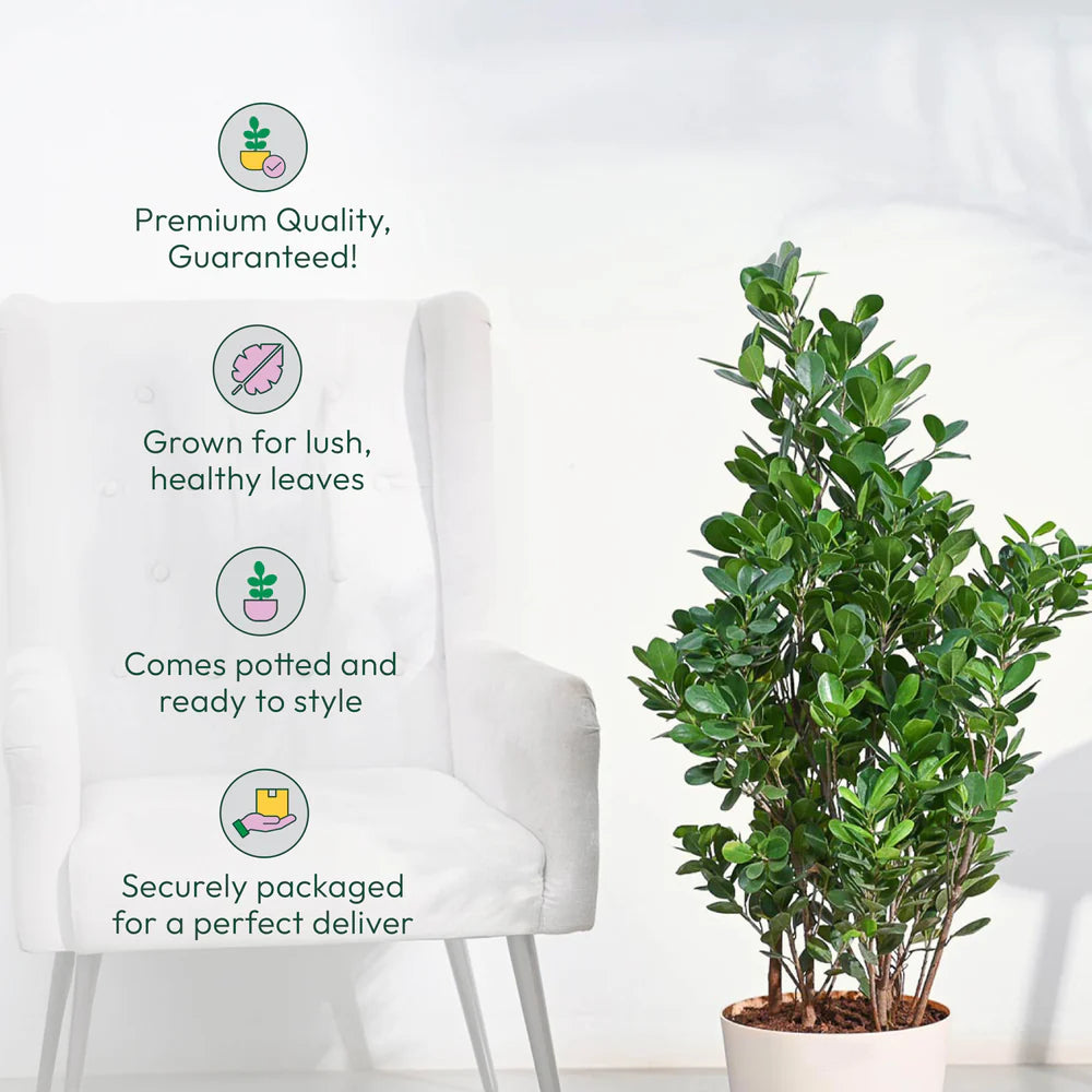 Potted plant next to a white chair with text about plant quality and packaging.