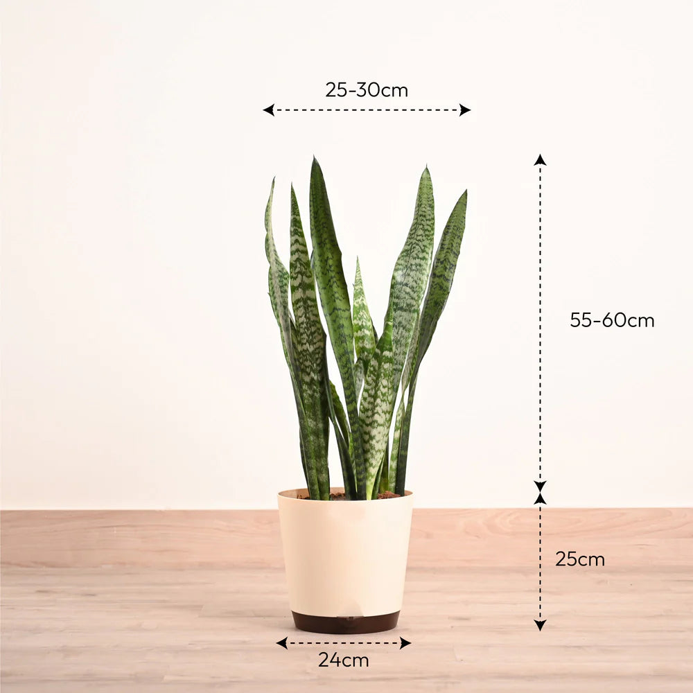 Potted plant with dimensions indicated on a wooden surface