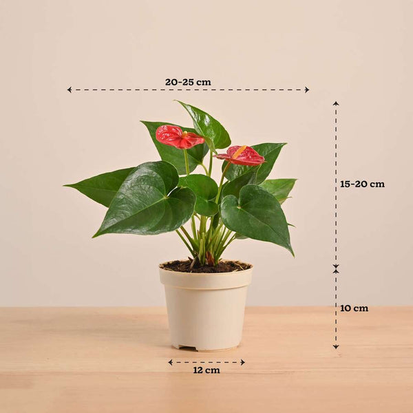Anthurium Pink