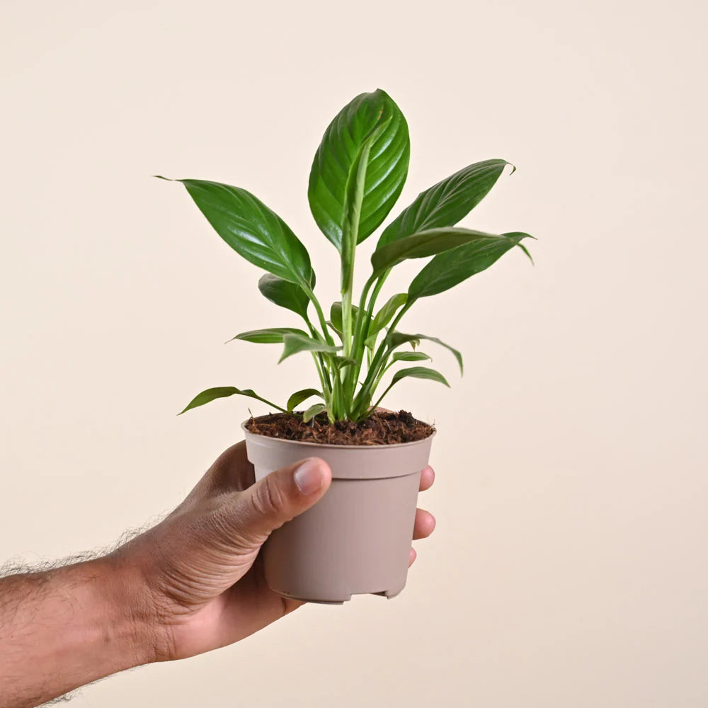 Peace Lily - Spathiphyllum