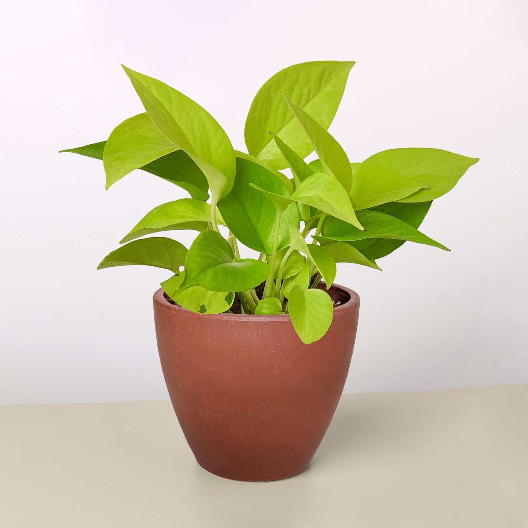 Pothos Neon