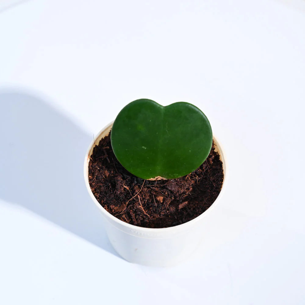 Hoya Heart Flame