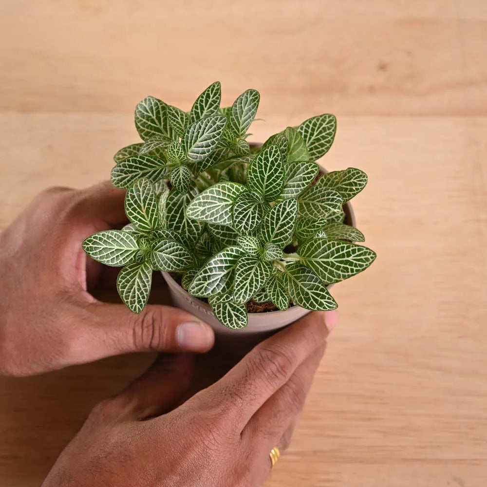 Fittonia White Nerve Plant