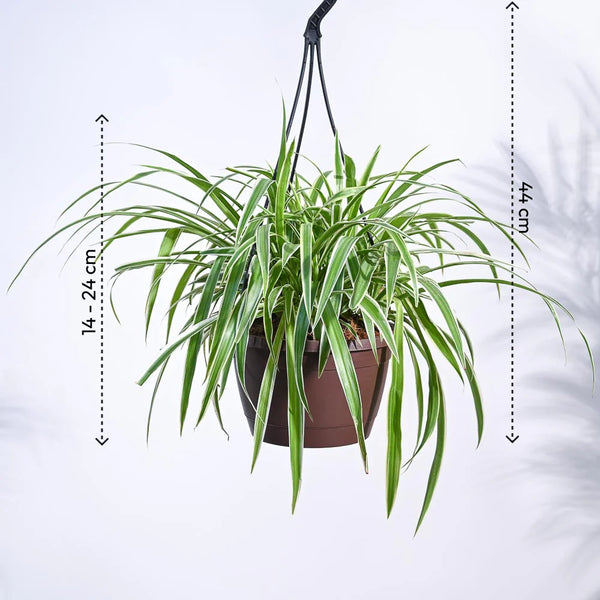 Spider Plant Bonnie